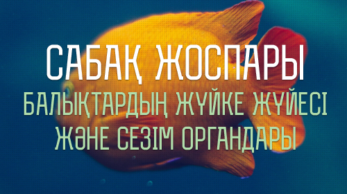 Балықтардың жүйке жүйесі және сезім органдары жүктеу